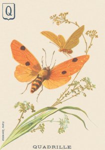 Q: Quadrille (Lithosia quadra o Lithosie quadrille) de French School