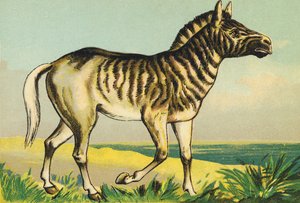 Q como Quagga (o couagga, subespecie de cebra extinguida en 1883)