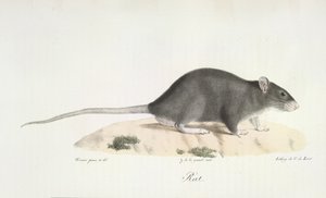 Rata, de Historia natural de los mamíferos (litografia en color) de French School