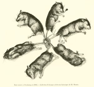 Ratas encontradas en Estrasburgo en 1683 de French School