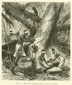 Recolección de gutapercha en un bosque de Malasia