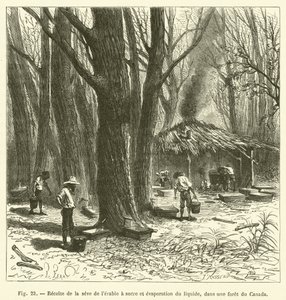 Recolección de la savia del arce de azúcar y evaporación del líquido, en un bosque de Canadá de French School