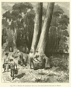 Recolección de caucho en un bosque a orillas del Amazonas en Brasil de French School