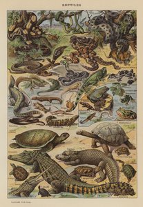 Reptiles (litografía en color) de French School
