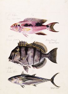 Rey tambova etc, c.1850 de French School