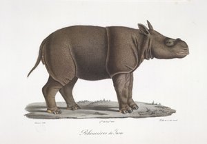 Rinoceronte de Java, de Historia natural de los mamíferos (litografia en color) de French School