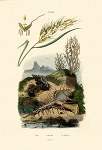 Arroz, 1833-39 de French School