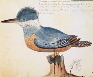 Martín Pescador Anillado (Megaceryle torquata), Bahía Elizabeth, Estrecho de Magallanes, acuarela del cuaderno de bitácora de Jacques Gouin de Beauchesne (1652-1730), capitán de la Compagnie royale de la Mer du Sud, de 1698 a 1701, Francia de French School