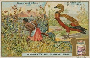 Tarro canelo; caza de patos en África de French School