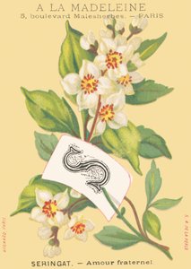 S: seringa - amor fraternal