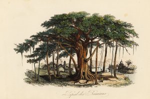 Higuera sagrada, Ficus religiosa, también conocida como árbol bodhi, árbol baniano, árbol pippala, árbol peepul, árbol peepal o árbol ashwattha de French School