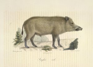 Jabalí, macho, de Historia natural de los mamíferos (litografia en color)