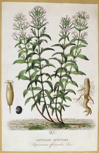 Saponaria officinalis, siglo XIX de French School