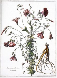 Scamoneum (Scamonium Syriacum) - de “La colección de plantas grabadas por orden del Rey Luis XIV” de French School