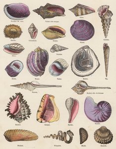 Conchas marinas (grabado en color) de French School