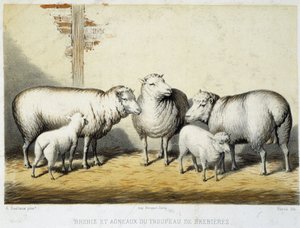 Ovejas y corderos del rebaño de Brebières - litografía de French School