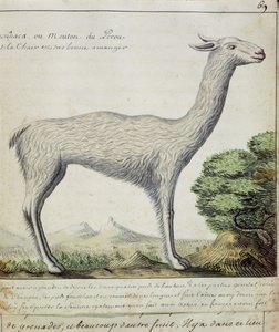 Ovejas de Perú (Llama o Alpaca)
