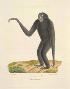 Siamang, de Historia natural de los mamíferos (litografia en color)
