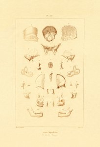 Esqueleto, 1833-39 de French School