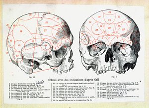 Cráneo con indicaciones frenológicas después de Franz Josef Gall de French School