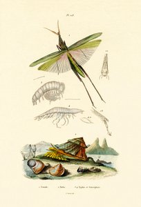Saltamontes de cara inclinada, 1833-39 de French School