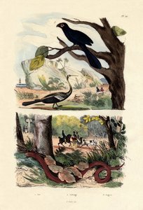Ani de pico liso, 1833-39 de French School