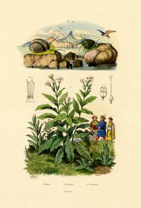 Caracoles de French School