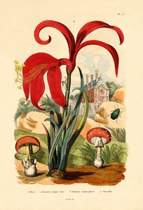 Escarabajo de rayas, 1833-39