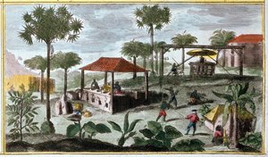 La producción de azúcar en las Antillas, detalle de 00155 - en "Historia general de las Antillas habitadas por los franceses por Du Tertre", principios del siglo XIX de French School