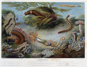 Sunapte de Duvernoy - en “Le Monde de la Mer” de Alfred Fredol. ed. París, Hachette