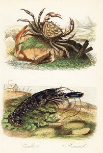 Cangrejo gigante de Tasmania y langosta europea