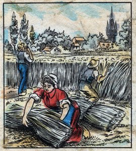 Textil, lino: agricultura. Recolección de lino que se ensambla en un fardo para secarse. Grabado. Imagen de Épinal de finales del siglo XIX.