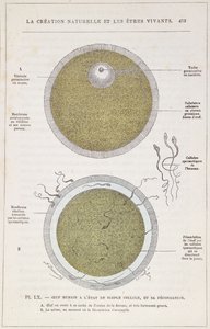 La fertilización de un óvulo humano, de La Creation Naturelle et les Etres Vivants por Dr. J. Rengade, c.1880 de French School