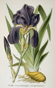 La flor del iris alemán de French School