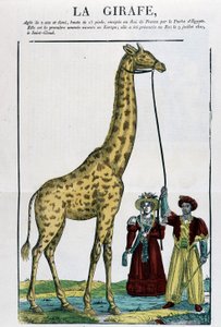 La jirafa - Imagen de Epinal