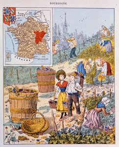 La Vendimia en Borgoña, ilustración de un libro de texto escolar, c.1910 de French School