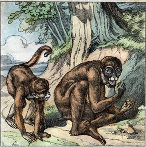 El mono y la nuez. Fábula de Jean-Pierre-Claris de Florian (1755-1794) novelista, poeta y fabulista francés. Ilustración de finales del siglo XIX. de French School