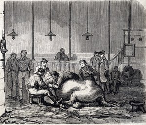 La escuela nacional de veterinaria de Alfort - Les grandes écoles de France - école vétérinaire de maison Alfort en 1866 - la sala de disección - Grabado en “Le Monde Illustré” de 1866