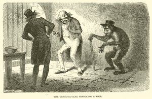 El Orang-Outang imitando a un hombre (grabado) de French School