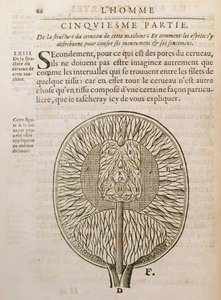 La estructura del cerebro, de De Homine Figuris por René Descartes (1596-1650) publicado en La Haya, 1662 de French School