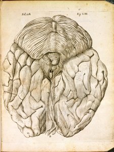 La Estructura del Cerebro, de De Homine Figuris por René Descartes publicado en La Haya, 1662 de French School
