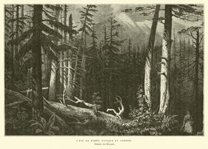 El antiguo bosque oscuro de French School