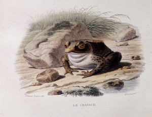 El sapo común (Bufo bufo) - en “Lacepede” de French School