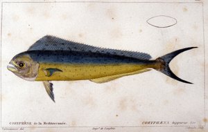 La corifena del Mediterráneo después de 