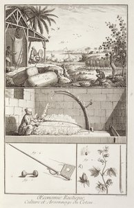El cultivo del algodón, de la Enciclopedia por Denis Diderot (1713-84), grabado por A. Provost (fl.1834-55), c.1760 de French School