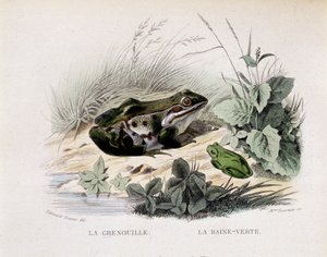 La rana y la lluvia verde (rana) - en “Lacepede” de French School
