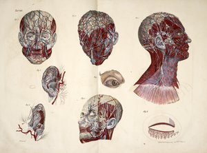 Los tejidos de la cabeza, los ojos, el cuello y los oídos, 