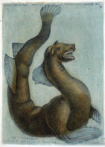 El camello marino. Ilustración de M. Toussaint (1756) en "Observaciones periódicas sobre la física, la historia natural y las artes". de French School
