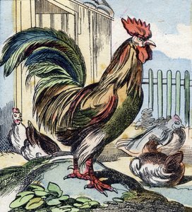 El gallo. Grabado en "Buffon Alphabet des Oiseaux n 2". 3ª Serie N 2. Imágenes de Epinal, Epinal, finales del siglo XIX. 16 páginas.