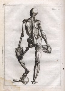 Esta figura puede satisfacer la curiosidad de aquellos que quieren ver el cuerpo despojado hasta los huesos - grabado en 
